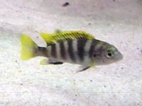 Labidochromis perlmutt - Malawi Barsch * Nachwuchs zu verkaufen Bayern - Weiden (Oberpfalz) Vorschau