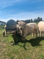 Galloway Bulle Bayern - Halblech Vorschau