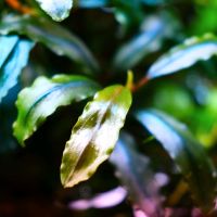 Bucephalandra super blue Sachsen - Mittweida Vorschau