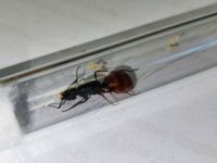 Camponotus US CA 02 Ameisenkolonie Düsseldorf - Garath Vorschau