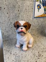 Hund Figur Deko 24 cm Englische Bulldogge Nordrhein-Westfalen - Marl Vorschau