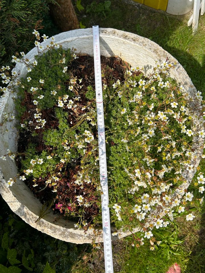 Großer hoher Topf ca. 73 cm hoch weiß in Düren