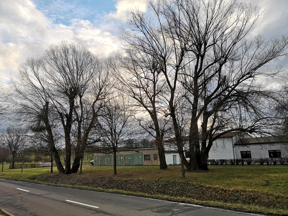 Baumpflege, Grundstückspflege, Gartenpflege, Hecke schneiden in Meuselwitz