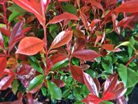 Glanzmispel Photinia Red Robin 175/+ cm Hessen - Dreieich Vorschau