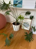 Zimmerpflanze Philodendron Selloum XL - ca. 100 cm Hessen - Darmstadt Vorschau