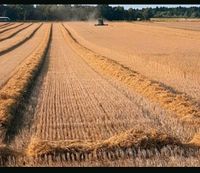 Stroh ab Feld Bayern - Johanniskirchen Vorschau