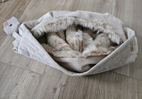 Hundetragetasche Nordrhein-Westfalen - Westerkappeln Vorschau