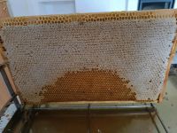 Wabenhonig frisch aus dem Bienenvolk kg-15€ Nordrhein-Westfalen - Porta Westfalica Vorschau