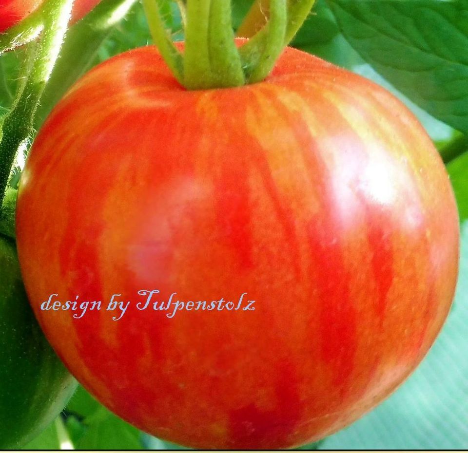 ♥ Tomate TIGERELLA gestreift, Samen,ALTE aromatische Sorte Garten in Hamburg