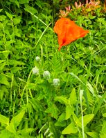 Papaver Orientale/ Türkischer Mohn orange-rot Baden-Württemberg - Simmozheim Vorschau