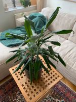 Zimmerpflanze Palme Yucca München - Maxvorstadt Vorschau