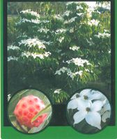 Jap. Blüten-Hartriegel Cornus kousa Jungpflanzen Nordrhein-Westfalen - Simmerath Vorschau
