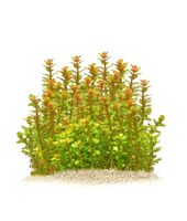 Aquariumpflanze Rotala Indica Bonsai Bayern - Pfofeld Vorschau