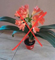 Zimmerpflanzen, Clivia, Pflanzen Thüringen - Greußen Vorschau