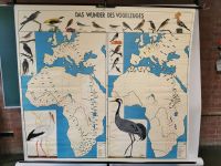 Schulkarte Wandkarte Lehrkarte Vintage Deko Vogel Vogelzug München - Bogenhausen Vorschau