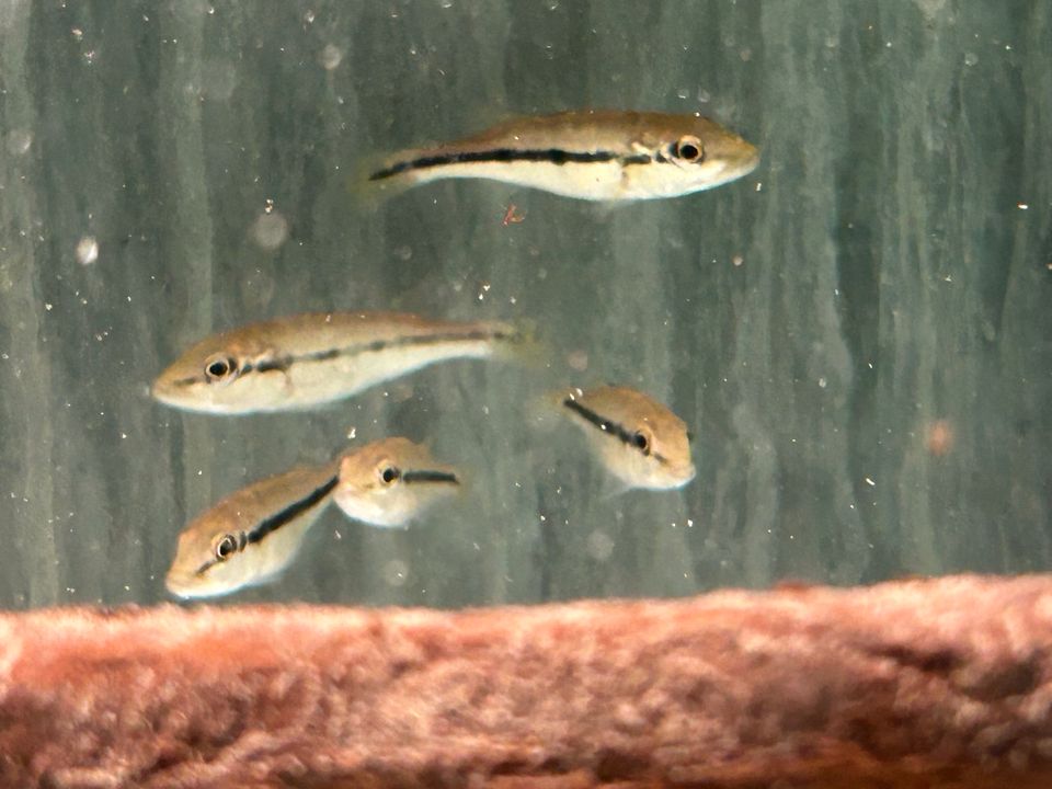 Cichla kelberi  7-8cm Goldener Kammbuntbarsch in Rangendingen