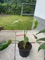 Ableger von Monstera Kreis Pinneberg - Tornesch Vorschau