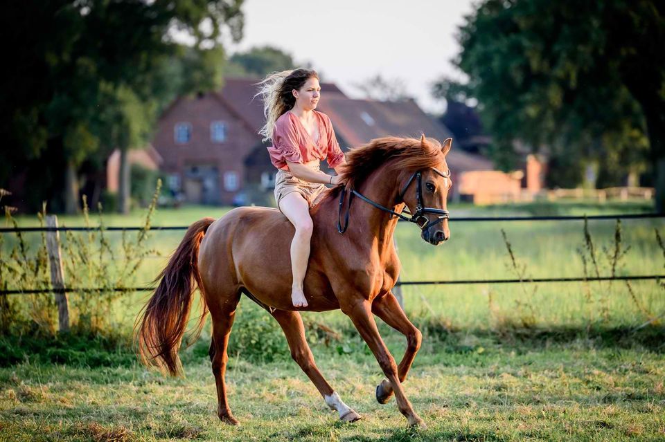 Deutsches Reitpony Lehrmeister Allrounder in Delmenhorst