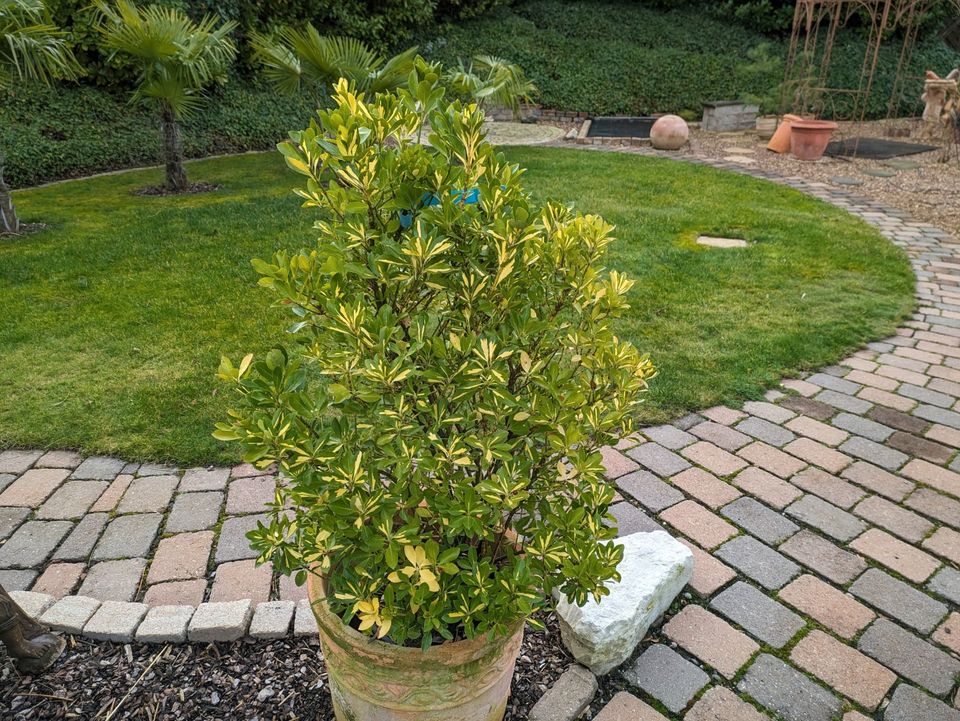 Euonymus japonicus Aurea , Spindelstrauch, Solitärpflanze in Rheinland