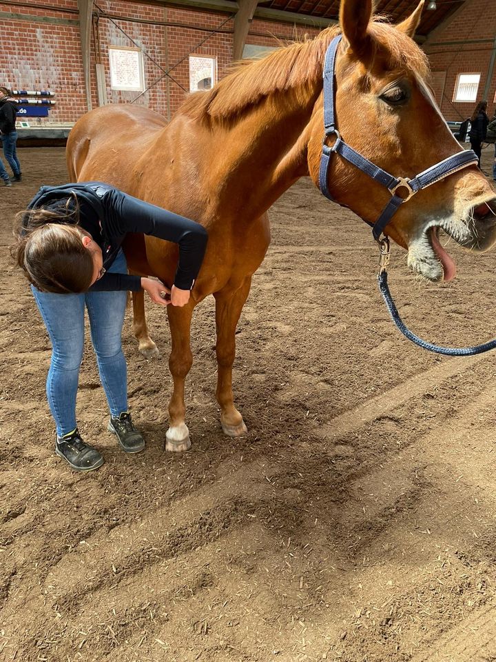 Physiotherapie für Pferde, Pferdephysiotherapie, Pferdephysio in Nörvenich