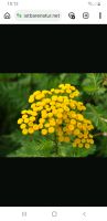 Rainfarn Staude Blume Pflanze Ableger Nordrhein-Westfalen - Salzkotten Vorschau