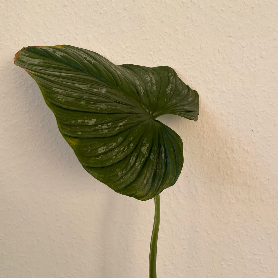 PHILODENDRON MAMEI in Berlin