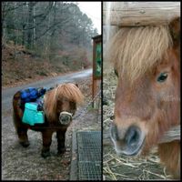 Wandern mit MiniShetty für Kinder (auch Rollstuhl geeignet) Nordrhein-Westfalen - Roetgen Vorschau