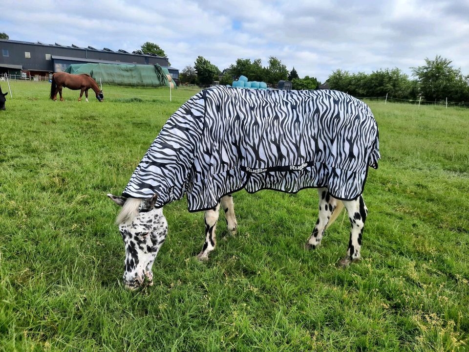 Pony Pflegebeteiligung in Heist