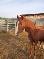 2 j. Fuchs von Crown Charm of Royal Reitpony Bayern - Waidhaus Vorschau