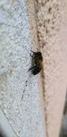 Bienenvolk zu verkaufen Sachsen - Freital Vorschau