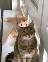 (Katze) Mutter und Sohn suchen neues zuhause Mitte - Wedding Vorschau