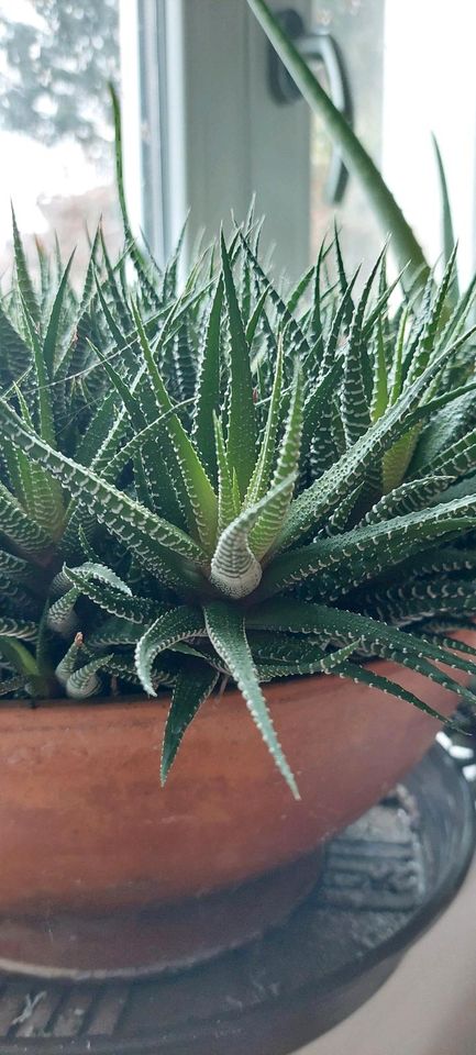 Haworthia Attenuata Ableger mit Wurzel Sukkulenten in Moosthenning