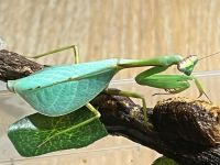 Pseudoxyops perpulchra (Peruanische Blatt-Mantis Gottesanbeterin Hessen - Hattersheim am Main Vorschau
