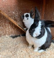 Kaninchen, Stall und Auslaufgehege Thüringen - Barchfeld Vorschau