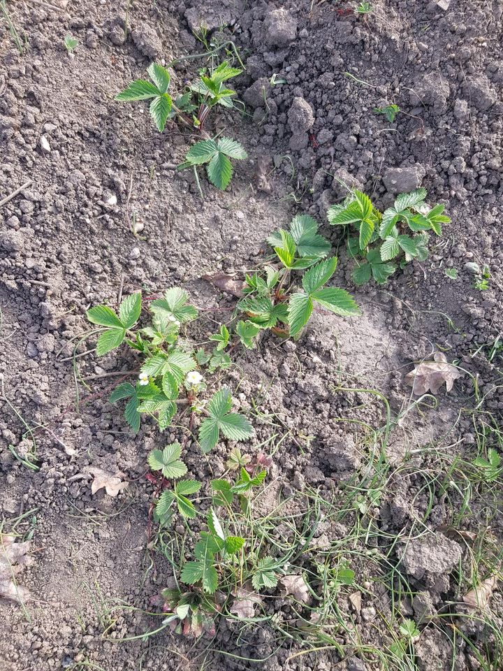 5 Erdbeerpflanzen / Walderdbeeren aus Bio Garten in Leipzig