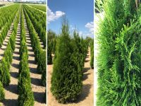 Lebensbaum Thuja occidentalis 'Smaragd' 120-140 cm | Bayernhecke` Baden-Württemberg - Ingoldingen Vorschau