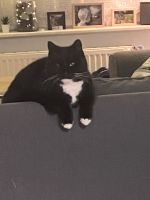 Katze schwarz vermisst Brandenburg - Schöneiche bei Berlin Vorschau