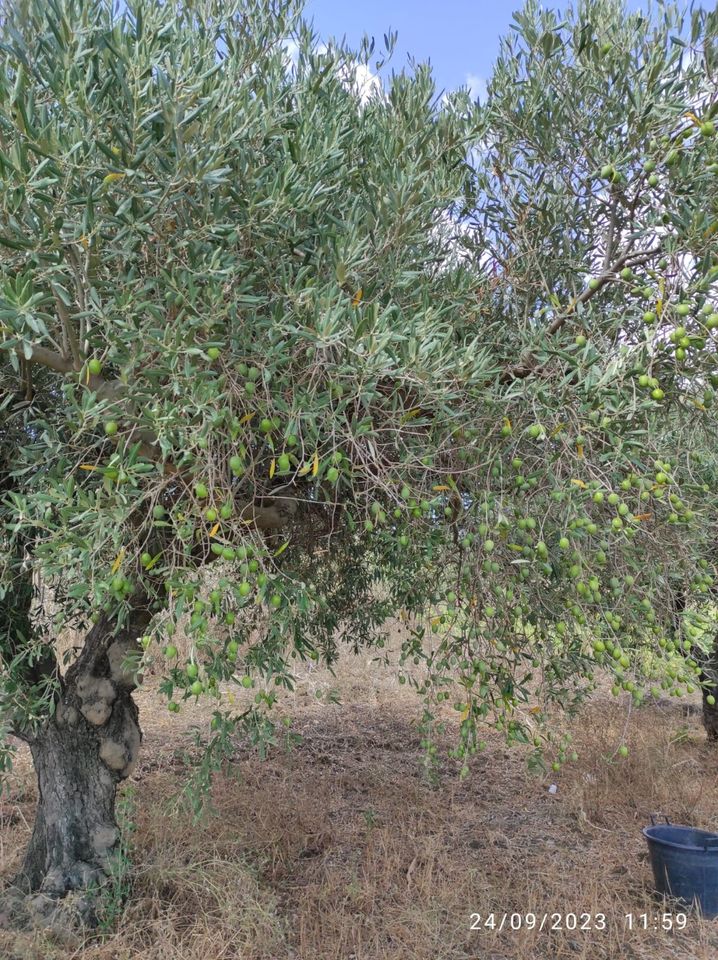 Erweiterbarer Olivenhain in Mazara del Vallo / Sizilien in Wangen im Allgäu