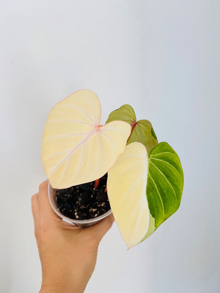 Philodendron Gloriosum Variegata, plant, no monstera in Gehofen