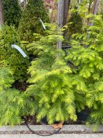 Mammutbaum Metasequoia glyptostroboides Nordrhein-Westfalen - Simmerath Vorschau