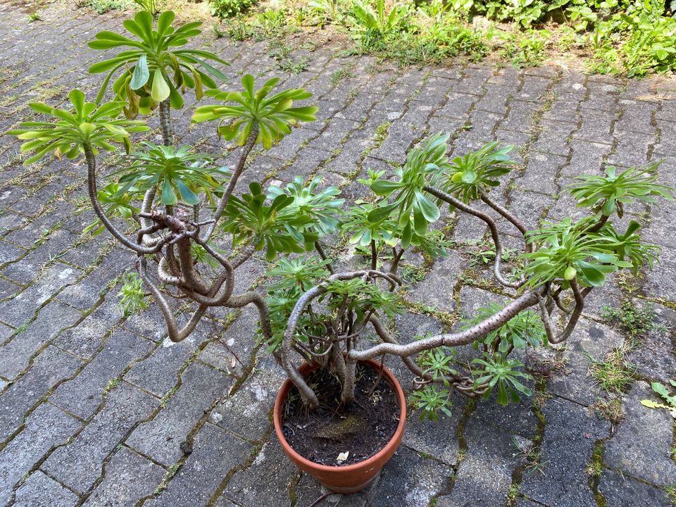 Aeonium arboreum grüne Wildform Rosettendickblatt Kanaren in Engen