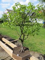 Bonsai Birke 3 Eichen Bayern - Harburg (Schwaben) Vorschau