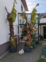 Suche eine Musa Maurelli, Bananen-Pflanze Hessen - Rauschenberg Vorschau