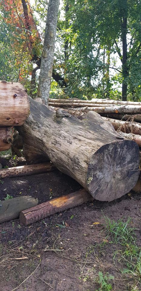 Buchen Stämme gestockt getrocknet Holz Kunst keine Eiche Fichte in Ellwangen (Jagst)