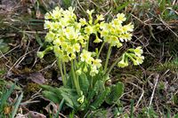 Primel - echte Schlüsselblume-Wiesen-Schlüsselblume-Primula Baden-Württemberg - Sachsenheim Vorschau