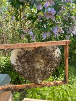 DNM Rähmchen, Bienen Ableger für Jungimker ab sofort! Rheinland-Pfalz - Andernach Vorschau