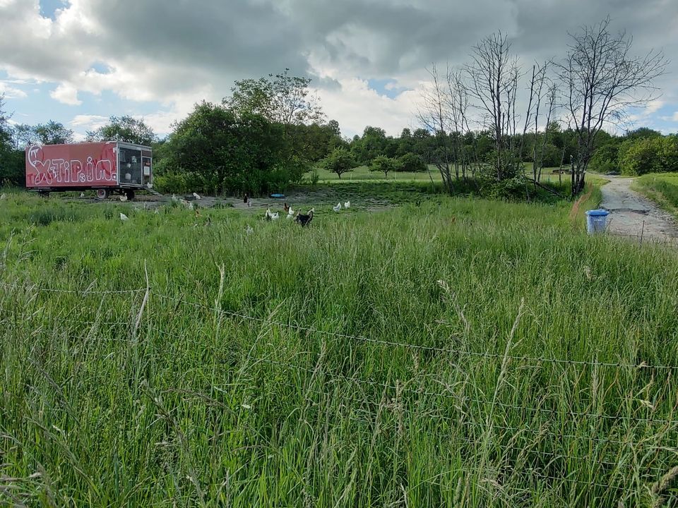 Bio Legehennen in Blieskastel