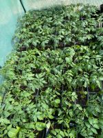 Tomatenpflanzen aus eigener Anzucht Dresden - Pieschen Vorschau