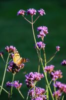 Staude, Ableger, Eisenkraut, Verbena Niedersachsen - Tostedt Vorschau