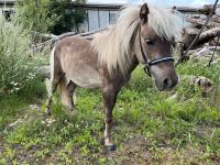 3 jähriger Mini PB Shetty Hengst Nordwestmecklenburg - Landkreis - Lützow Vorschau